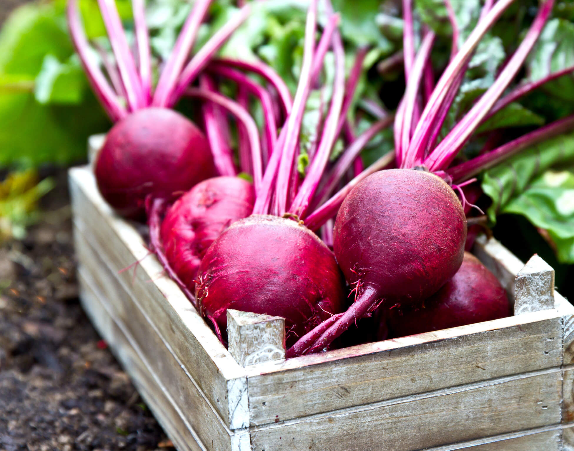 Beets Red Cloudview Farm Ephrata